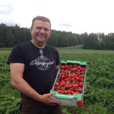 Jordgubbsodlare Kalle Åberg med jordgubbar