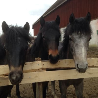Tre hästar i Stall Hagelund i Lovisa