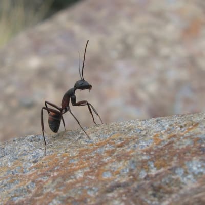 muurahainen kivellä