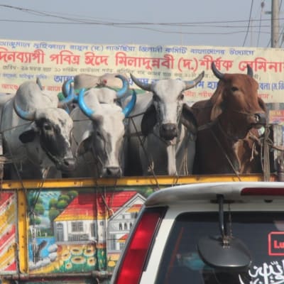 Bangladesh, lehmiä lavalla