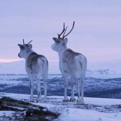 Tvä renar blickar ut över fjällen.