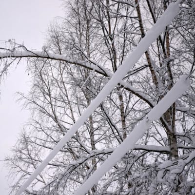 Lumisia oksia taipuneena sähkölinjojen päälle.