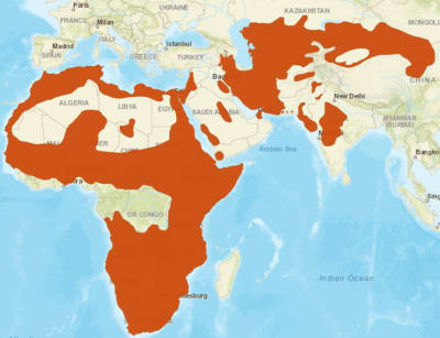 Karta över den afrikanska vildkattens utbredning.