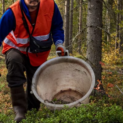 Thaimaalaiset marjanpoimijat työskentelivät Kärsämäellä syyskuussa 2020.