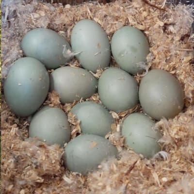 Två bilder, till vänster en holk för knipa, till höger elva ljusgröna ägg bland sågspån och fjädrar.