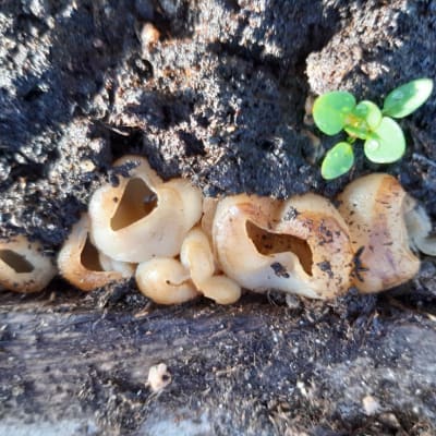 Någon form av svamp som växer på marken.