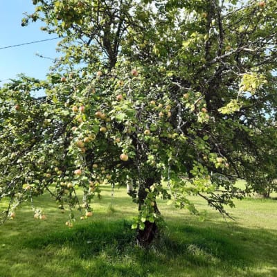 Ähtärin Rämälänkylällä kasvava yli 120-vuotias puu on kasvatettu vienankarjalaisilta kulkukauppiailta saadun omenan siemenestä. Puu on yksi suomalaisten paikallislajikkeiden emopuista. 