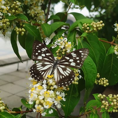 Kuvassa on Tirumala limniace -perhonen.