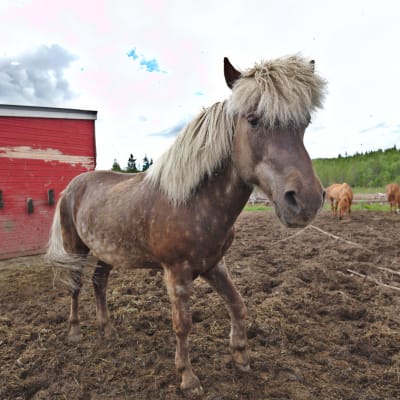 Islanninhevonen Askur on yksi terapiakeskuksen kahdeksasta hevosesta.