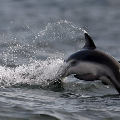 En delfin hoppar upp mellan vågorna