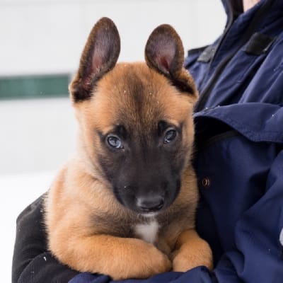 Polisen i Östra Finland har fått förstärkning av en ny polishund.