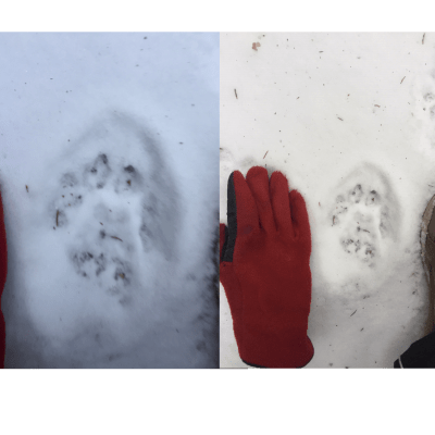 Fyra bilder på djurspår i snö.