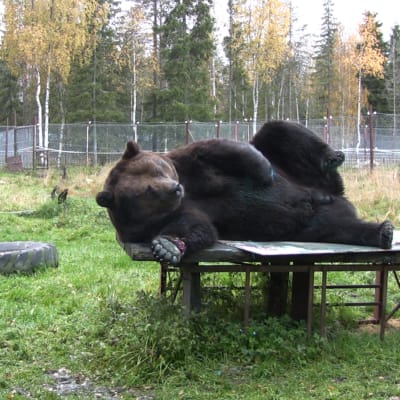 Juuso-karhu maalauspuuhissa.
