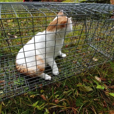 En vit och orange katt i en bur. 