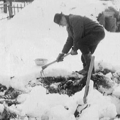 Talvi yllätti viljelijät Pohjois-Suomessa 1968.