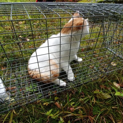 En vit och orange katt i en bur. 