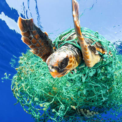 En sköldpadda har fastnat i plastskräp i havet. 