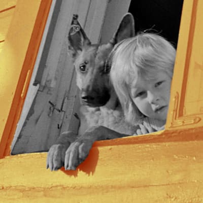 Saksanpaimenkoira ja lapsi puisen asuinrakennuksen ikkunassa Helsingin Puu-Vallilassa 1973.