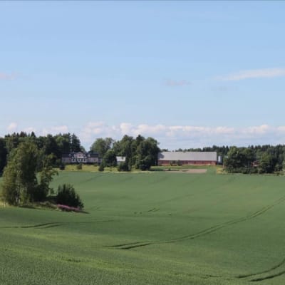 Vy över ett grönt åkerlandskap i Tenala.
