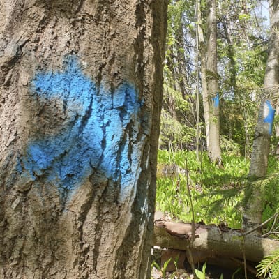 Patterimäen puistossa on moneen puuhun maalattu sininen rasti poistamisen merkiksi.