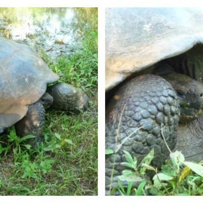 Jättesköldpadda på Galápagos