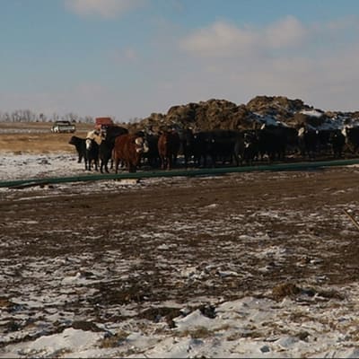 I North Dakota tvingas boskapen vistas sida vid sida med pipelinebyggen.