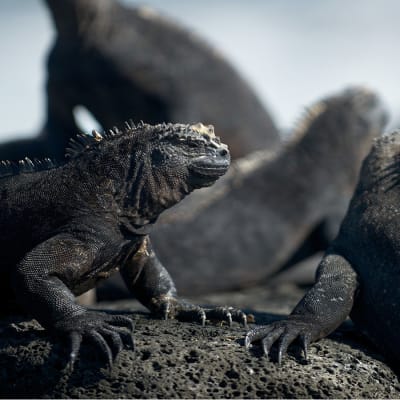 Avara luonto: galapagos, yle tv1