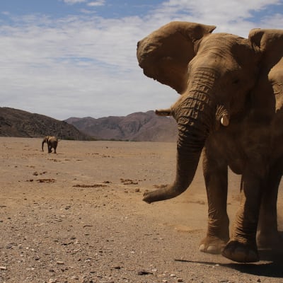 Avara luonto: Hoanibin aavikkoelefantit, yle tv1