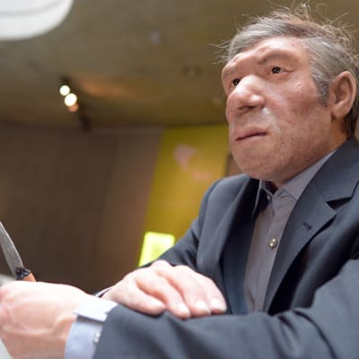 A replica of a Neanderthal man has been dressed in modern clothes at the Neanderthal Museum in Mettmann, Germany, 03 May 2012.