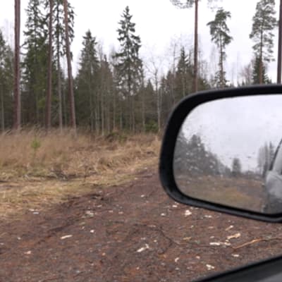 Skog i Estland