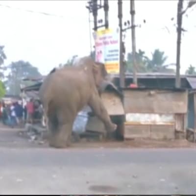 Elefant förirrade sig in i den indiska staden Siliguri.