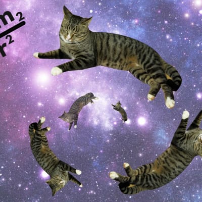 Katter i rymden