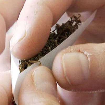 Händer på person som hanterar cannabis.