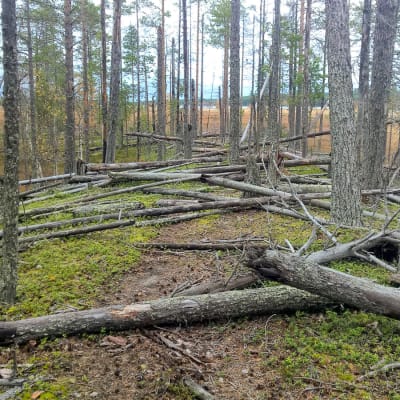 Kalmosärkkä