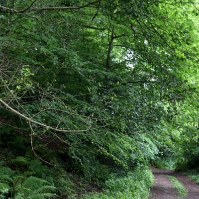Stigen mot Greenway.