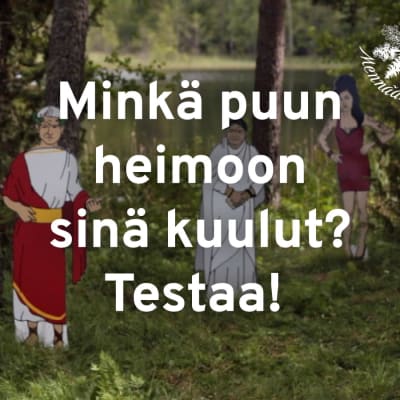 Teksti: Minkä puun heimoon sinä kuulut? Testaa!