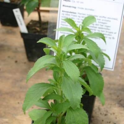 stevia växt