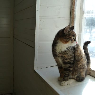 Kissa katselee ulos ikkunalaudalla istuen