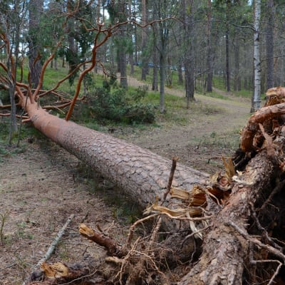 Kaatunut puu Pyynikillä