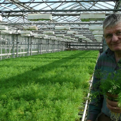 Timo Oksanen Virolan puutarhan kasvihuoneella tillinippu kädessään