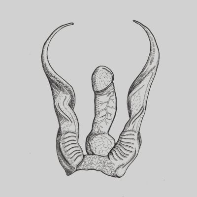 Illustration av en kuk och abstrakta ben.