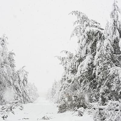 Snötyngda träd
