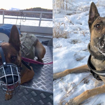 Två polishundar.