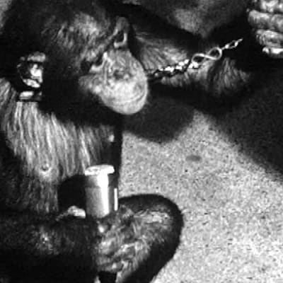 Simpanssi mikrofoni kädessä
