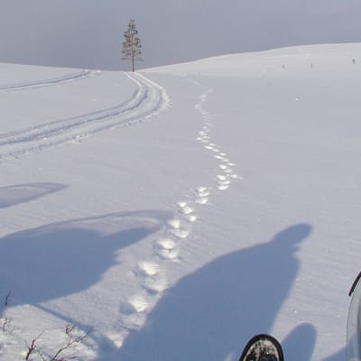 Eläimen jälkiä tunturissa