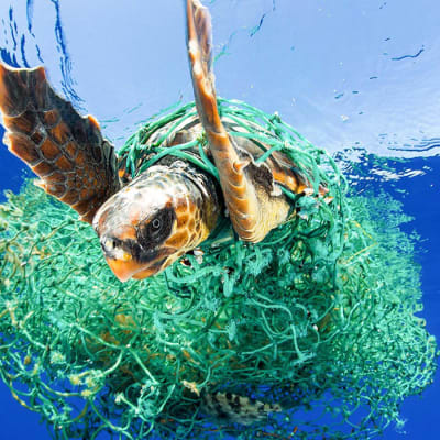 En sköldpadda har fastnat i plastskräp i havet. 