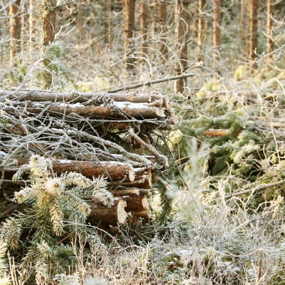harvennusmetsää