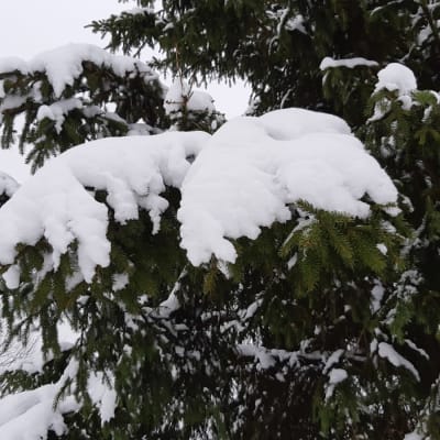 Lunta on kertynyt puiden oksille.
