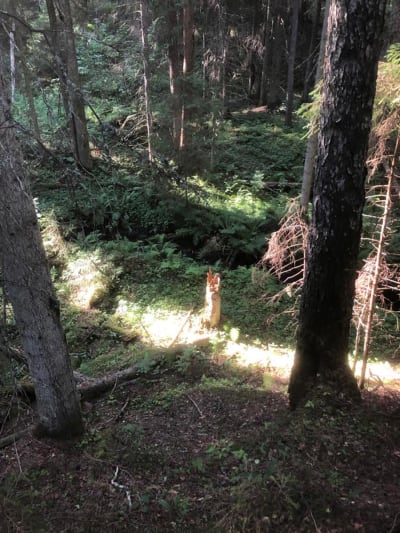 Mikko Fritzen valitsema metsäkuva.