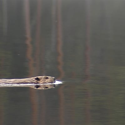 Majava ui.